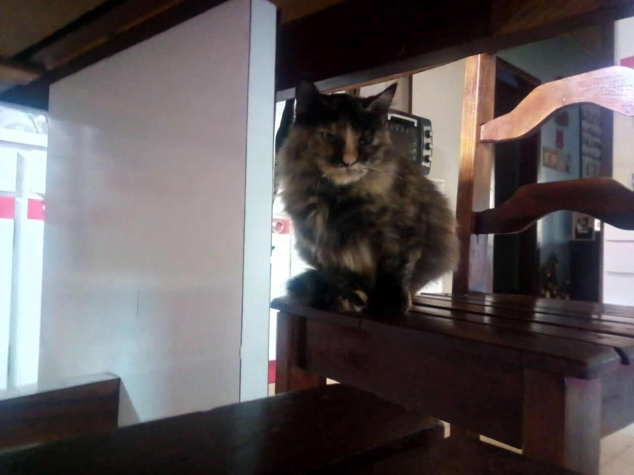 爱游戏平台-伊朗门将创下冬奥扑救纪录，伊朗奥运项目